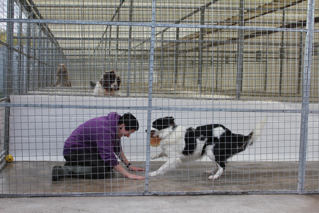 Broadmarsh Kennels And Cattery