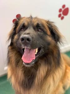 Brookfields's Luxury Boarding and Canine Care Centre