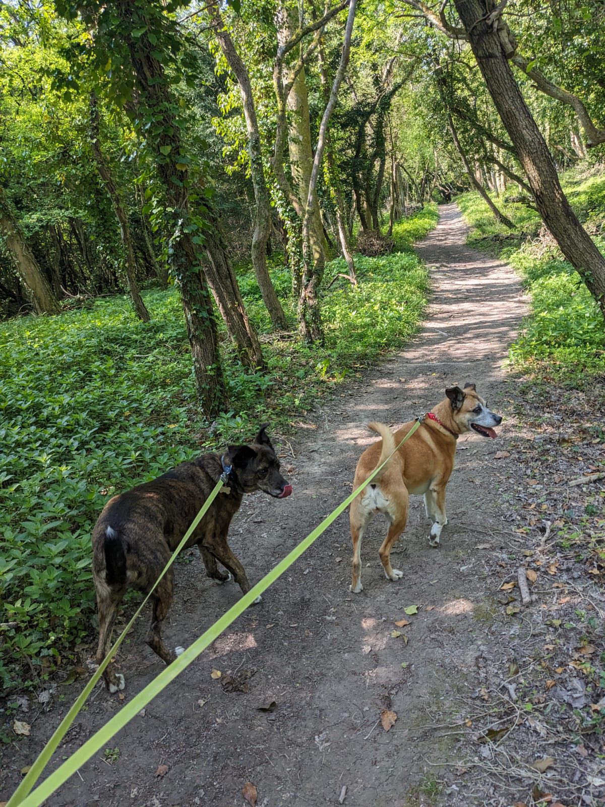 Freer Farm Kennels & Cattery