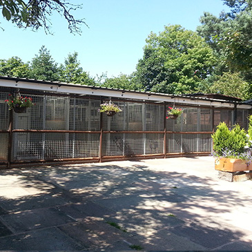 Springbank Farm Kennels & Cattery