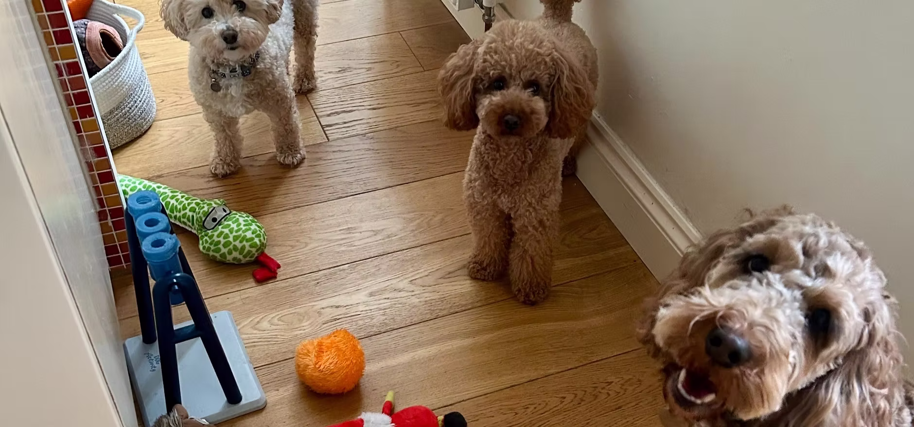 StayPawsitive Dog Home Boarding Bromley